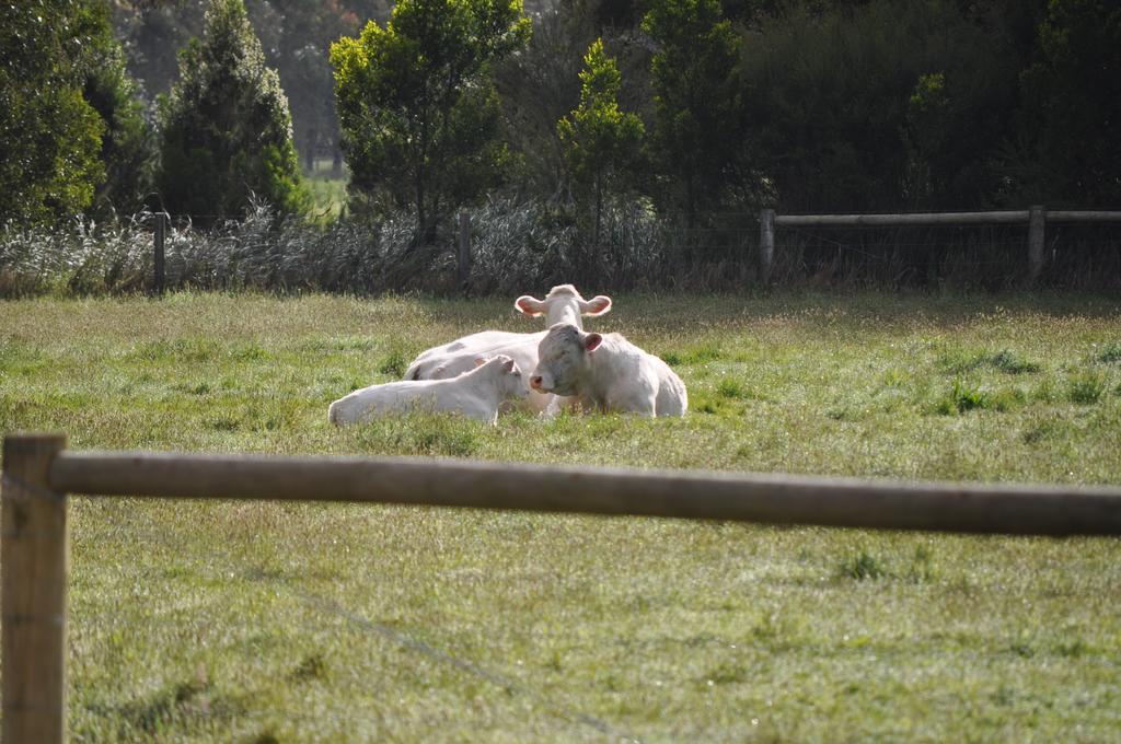 Tallawarra Homestead Tonimbuc Εξωτερικό φωτογραφία
